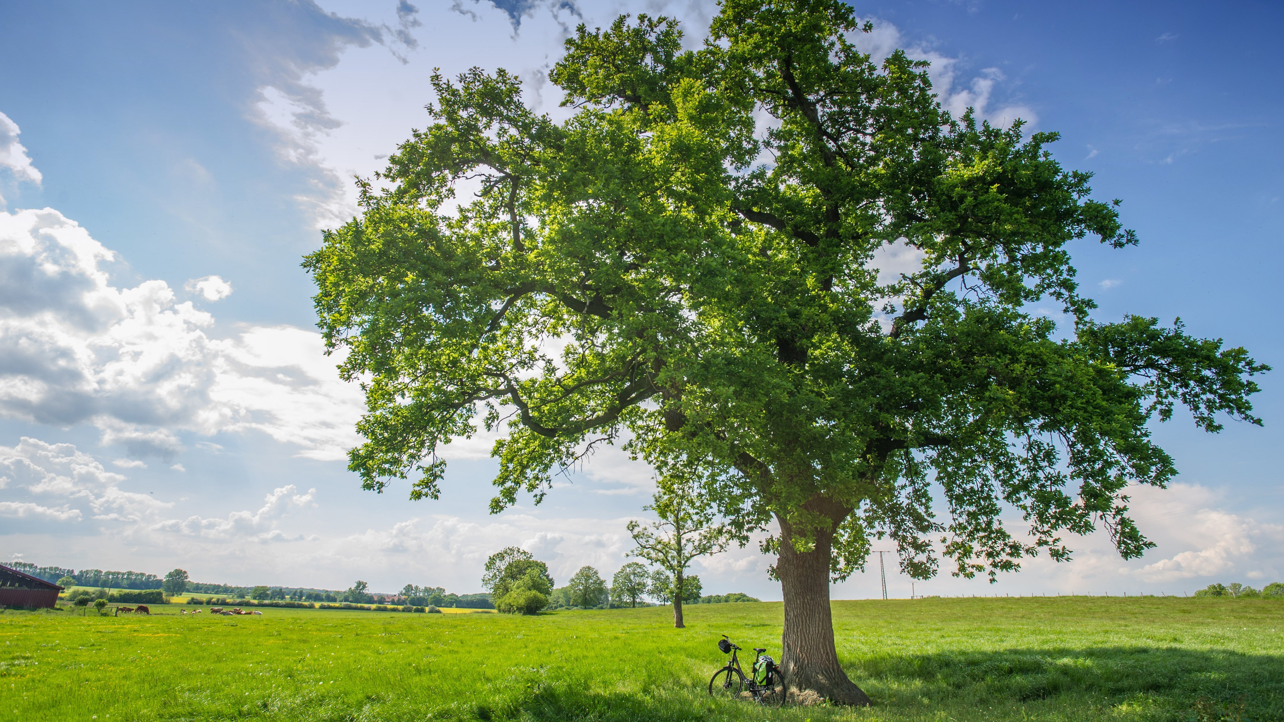 Fahrrad unter Baum