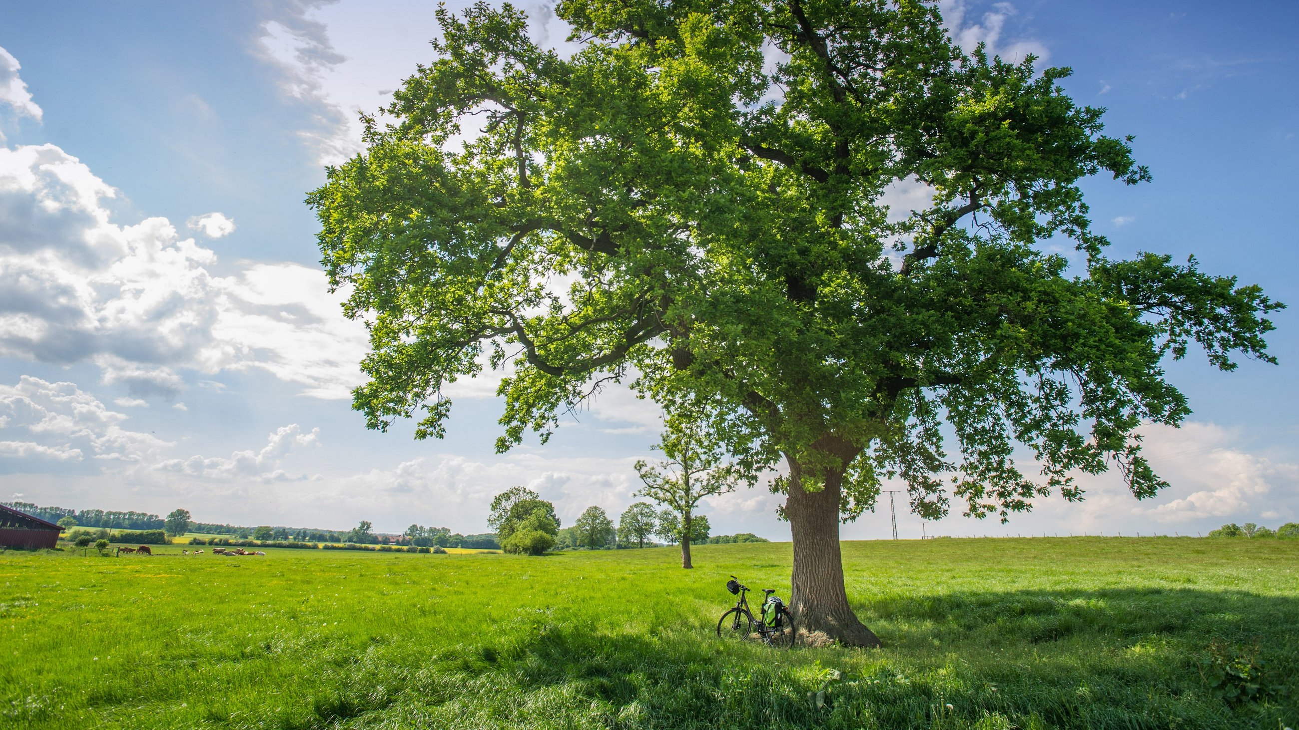 Fahrrad unter Baum